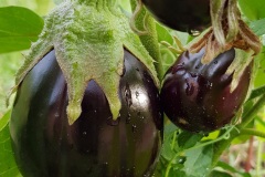 il_faut_cultiver_son_jardin_aubergine