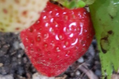 il_faut_cultiver_son_jardin_fraise