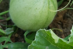 il_faut_cultiver_son_jardin_melon