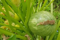 courgette_19_2