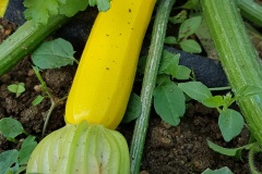 courgette_19_3