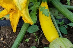 courgette_19_4