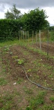 Pieds de tomates et autres