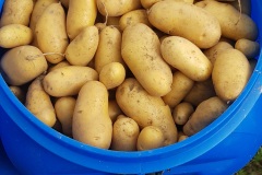 recolte_pomme_de_terre-19-2
