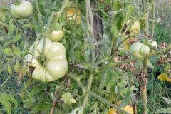 tomates_19_10