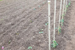 tomates_19_2