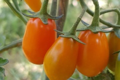 tomates_19_5