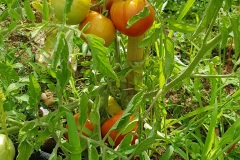 tomates_19_6