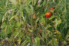 tomates_19_8