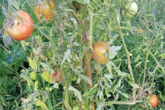 tomates_19_9