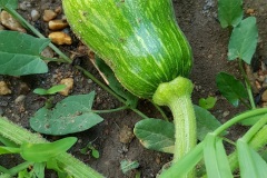 Il faut cultiver son jardin - La sucrine du Berry