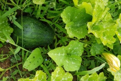 Il faut cultiver son jardin - La sucrine du Berry