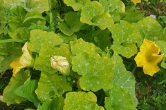 Il faut cultiver son jardin - La sucrine du Berry