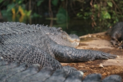 Crocodile-beauval