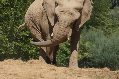 Elephant-beauval