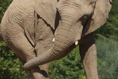 Elephant-de-beauval