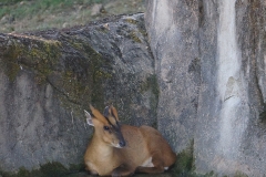 Faon-dans-l-eau-beauval