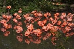 Flamand-rose-groupe