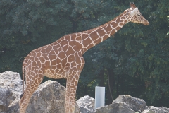 Girafe-seule-beauval