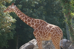 Girafe-seule-de-beauval