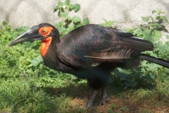 Oiseau-brillant-beauval