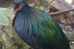 Oiseau