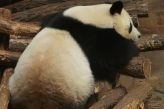 Panda-de-beauval