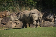 Rhino-de-beauval