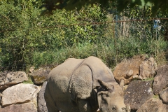 Rhino