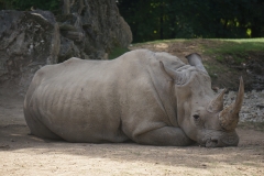 Rhinoceros-de-beauval