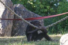 Singe-beauval