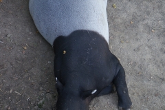 Tapir-de-beauval