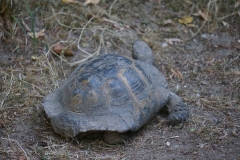 Tortue-beauval