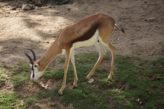 antilope