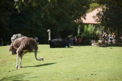 autruche-en-duo-beauval