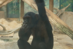 chimpanze-beauval