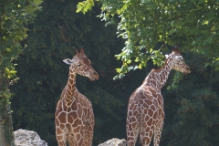 girafe-en-deux