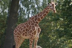 girafe-seule