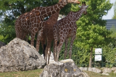 girafe