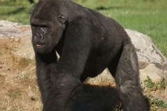 gorille-de-beauval