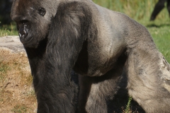 gorillle-beauval-chef-portrait