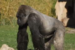 gorillle-beauval-chef