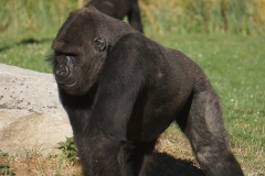 gorillle-beauval