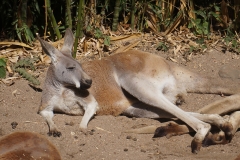 kangourou-de-beauval