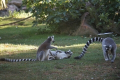 lemurien-beauval