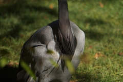 oiseau-beauval