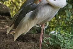 oiseau-sur-patte