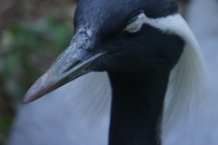 oiseau-tete