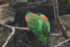 oiseau-vert-beauval