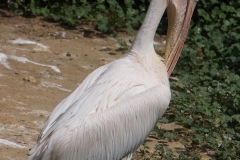 pelican